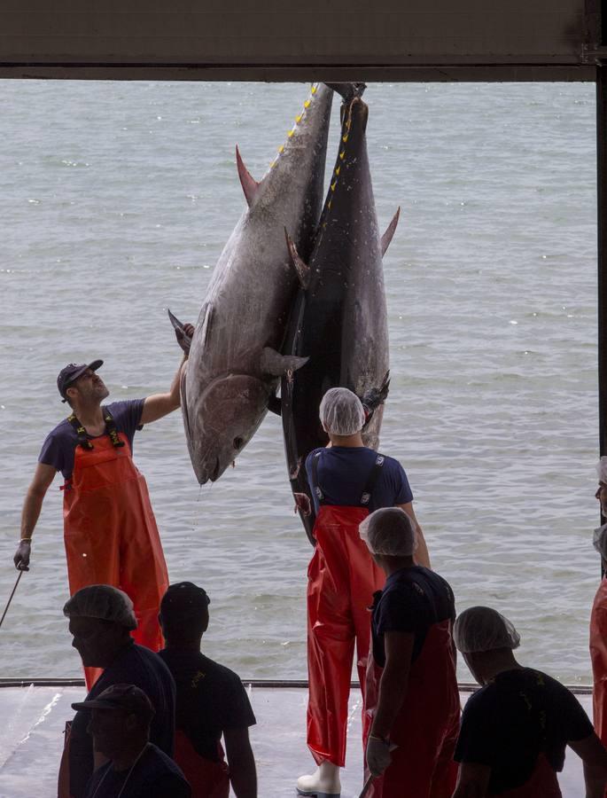 Primera &#039;levantá&#039; del atún en Barbate