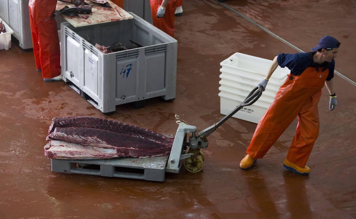 Primera &#039;levantá&#039; del atún en Barbate
