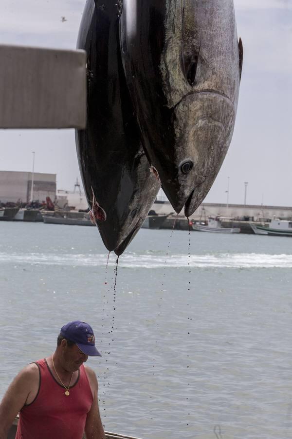 Primera &#039;levantá&#039; del atún en Barbate