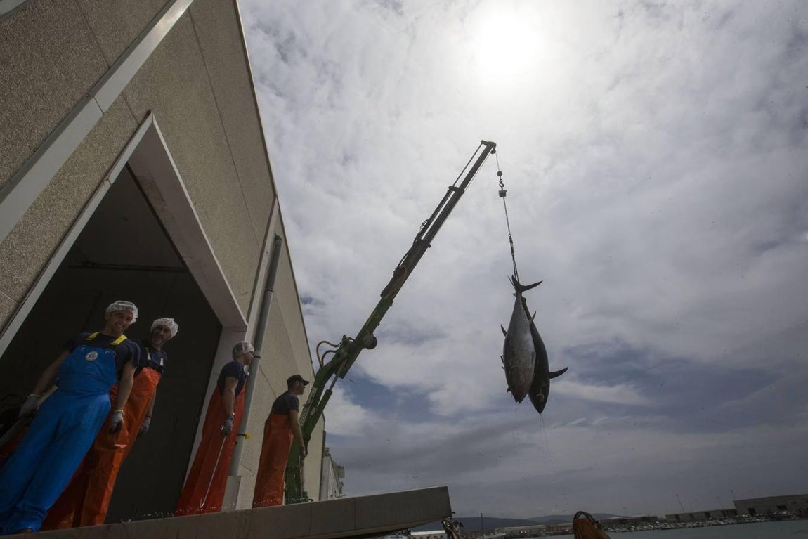 Primera &#039;levantá&#039; del atún en Barbate