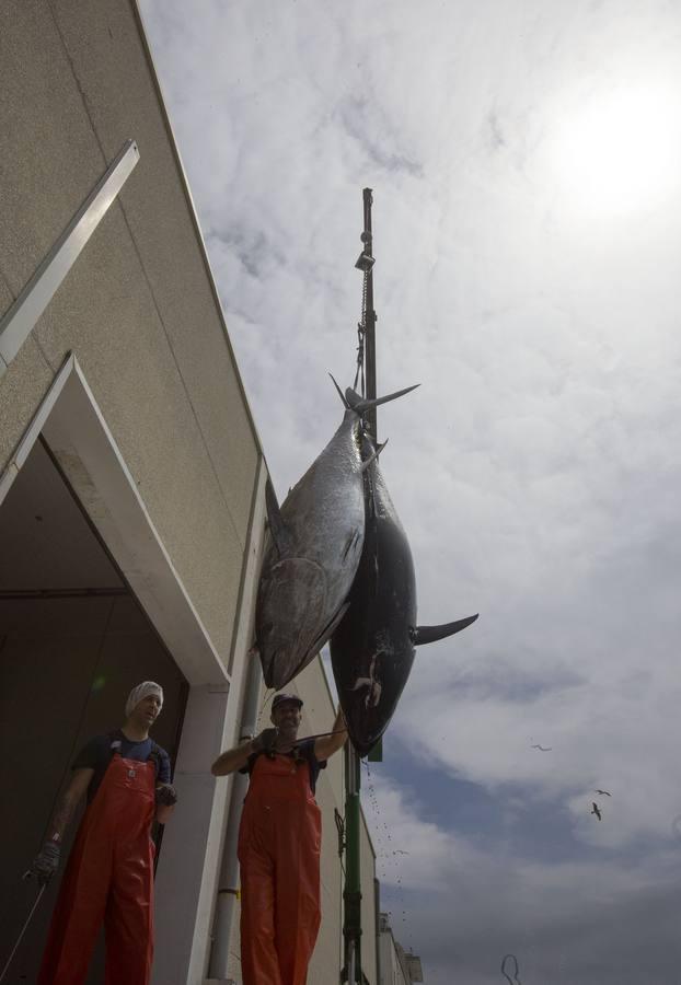 Primera &#039;levantá&#039; del atún en Barbate
