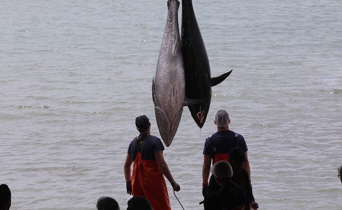 Primera &#039;levantá&#039; del atún en Barbate