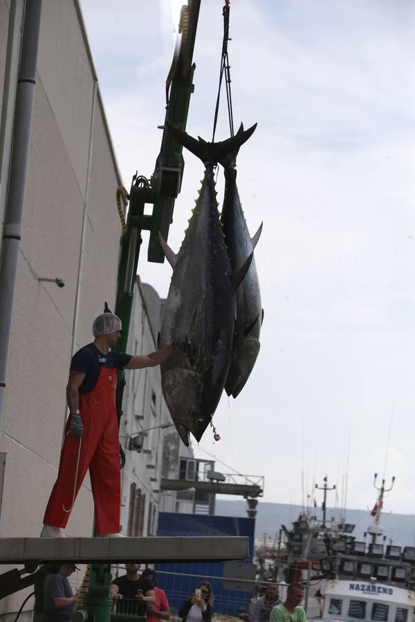 Primera &#039;levantá&#039; del atún en Barbate