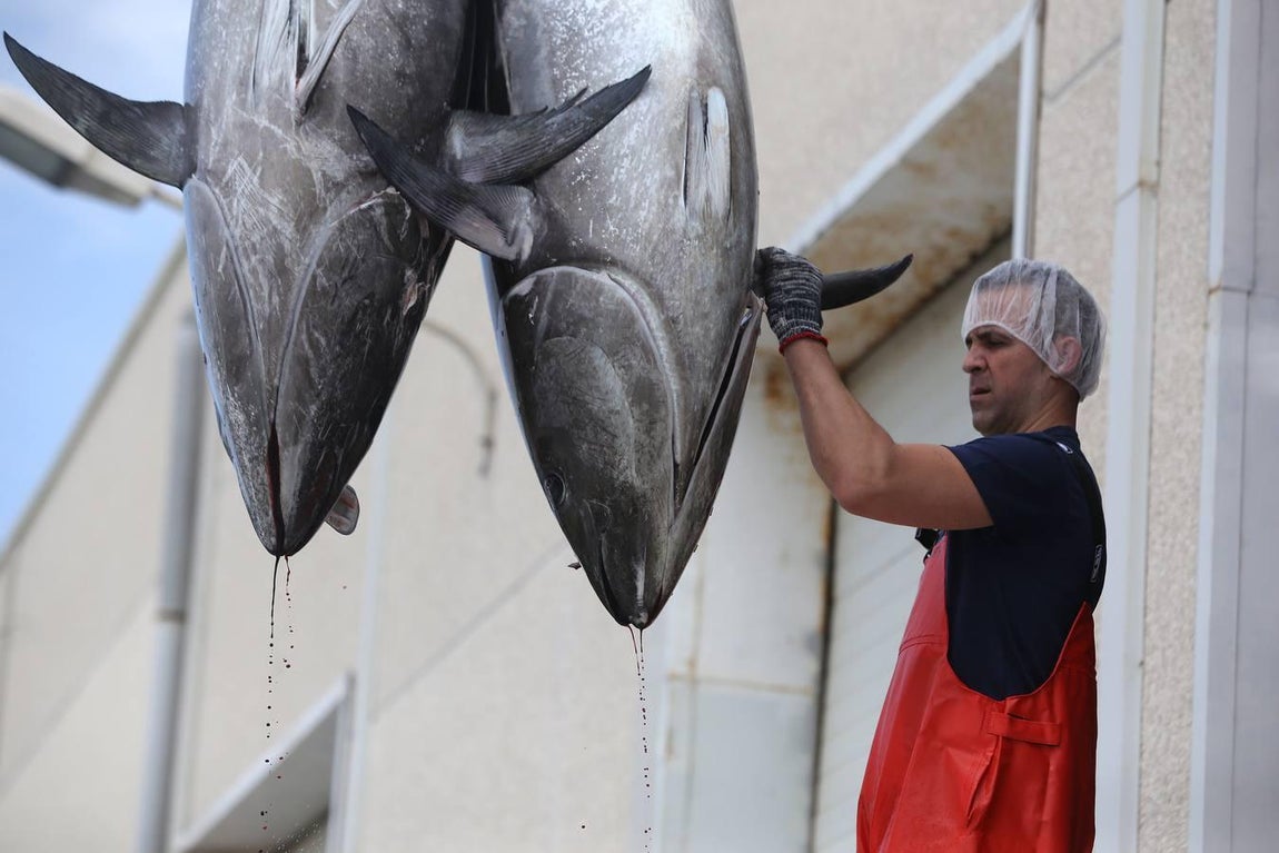 Primera &#039;levantá&#039; del atún en Barbate
