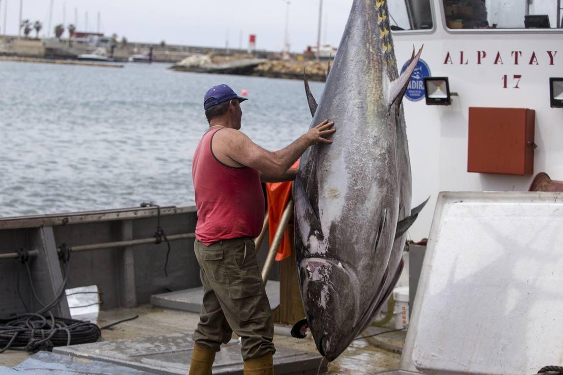Primera &#039;levantá&#039; del atún en Barbate