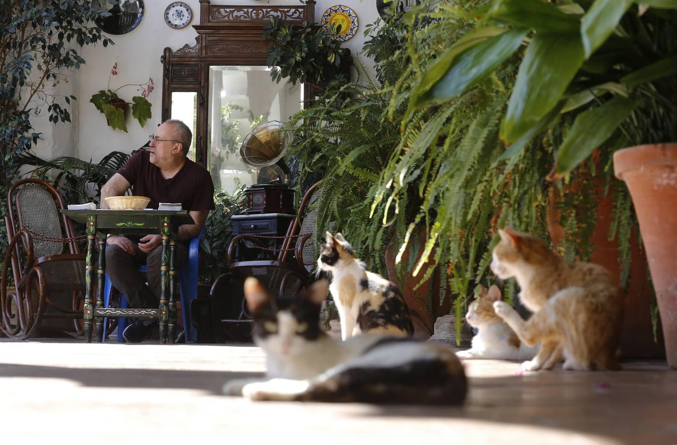 En imágenes, una ruta por los patios de Santiago y San Pedro