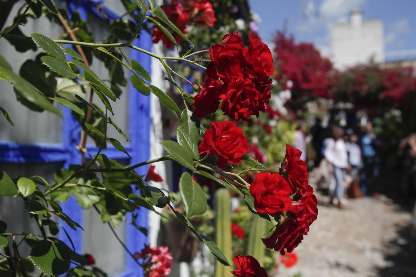 Un sábado de colas en los Patios de Córdoba de 2017