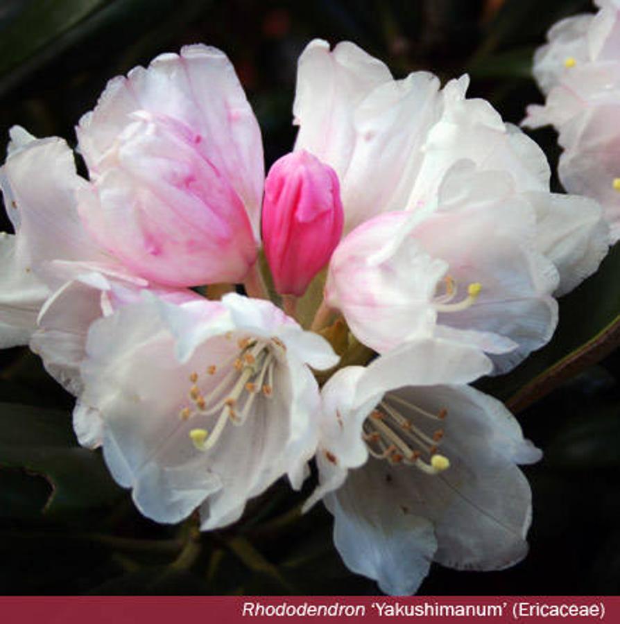 Día Internacional de la Fascinación por las Plantas. Rododendros y azaleas, todos ellos reunidos en el género Rhododendron, florecen, principalmente, la primera quincena del mes de mayo, aunque algunas especies tienen aún flor en el mes de junio. La popularidad de estas plantas y la facilidad con la que se cruzan ha dado lugar a miles de híbridos.