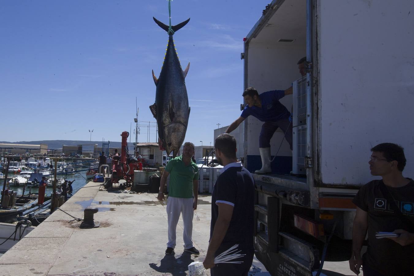 FOTOS: Espectacular levantá en la almadraba de Barbate