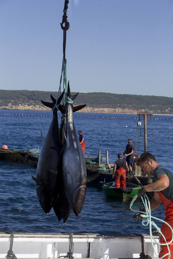 FOTOS: Espectacular levantá en la almadraba de Barbate