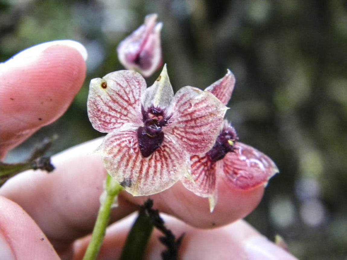 Las 10 especies más sorprendentes descubiertas en 2016. Telipogon diabolicus. La nueva especie Telipogon diabolicus tiene una estructura reproductiva derivada de la fusión de la flor masculina y femenina con un aspecto que recuerda a las representaciones de la cabeza del diablo.
