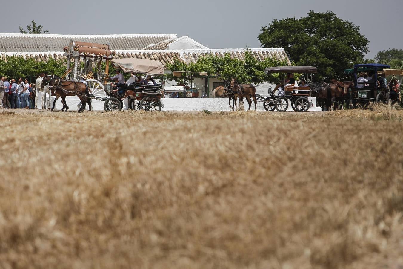 El camino al Rocío de la hermandad de Córdoba, en imágenes