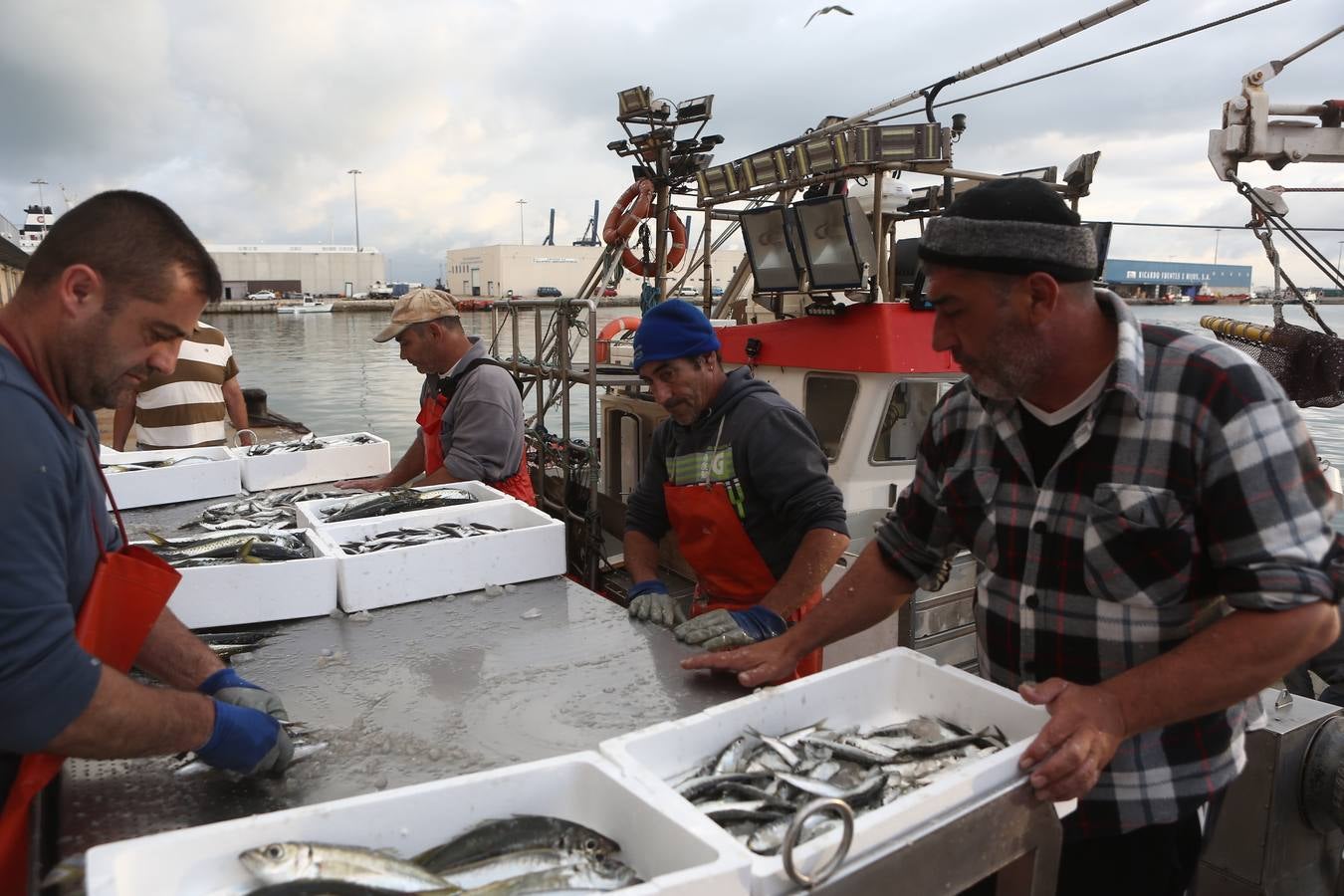 La lonja de Cádiz, en imágenes: descarga y clasificación del pescado en el muelle