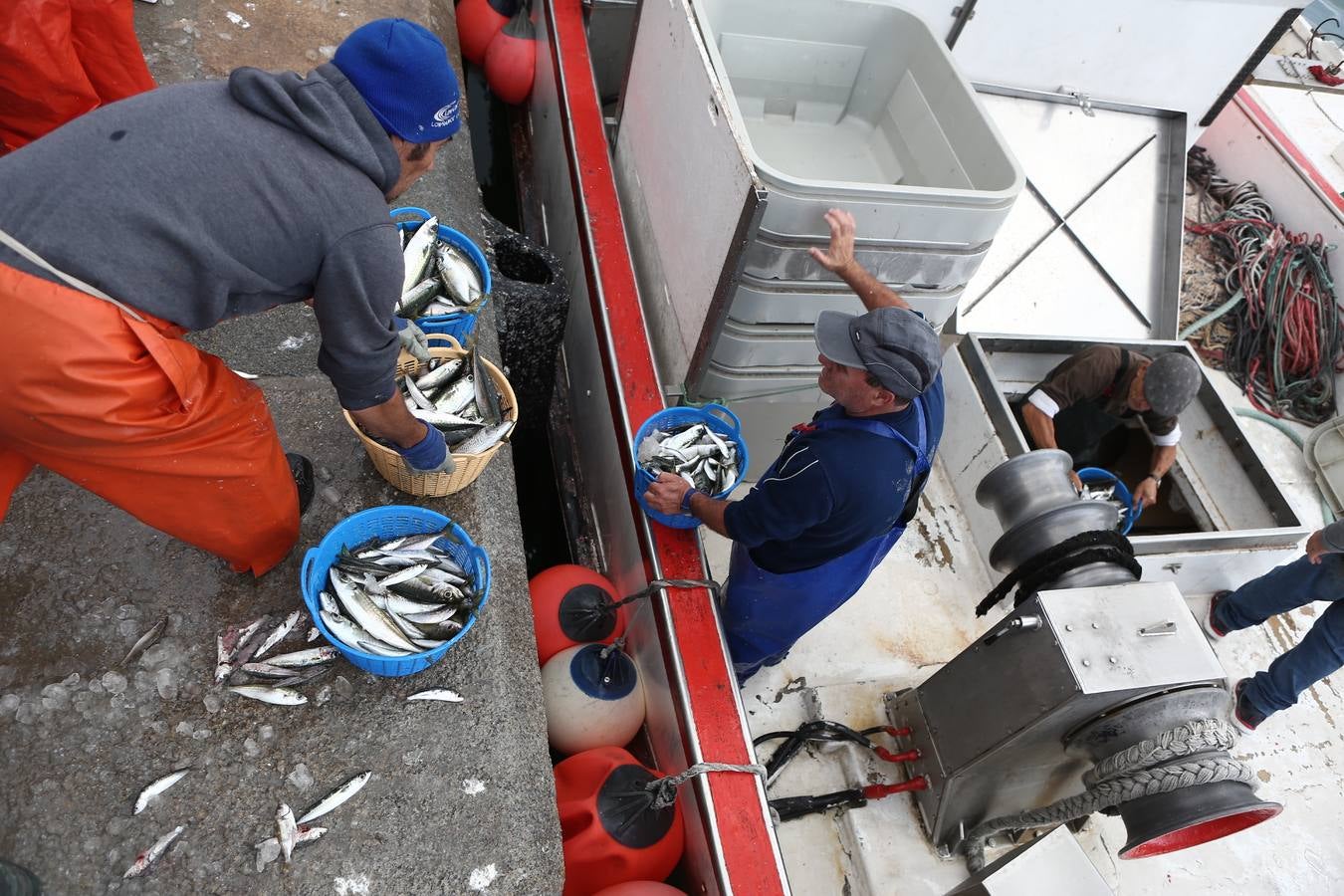 La lonja de Cádiz, en imágenes: descarga y clasificación del pescado en el muelle