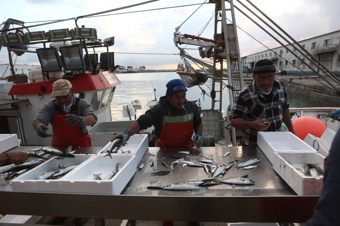 La lonja de Cádiz, en imágenes: descarga y clasificación del pescado en el muelle