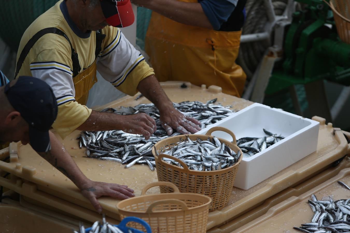 La lonja de Cádiz, en imágenes: descarga y clasificación del pescado en el muelle