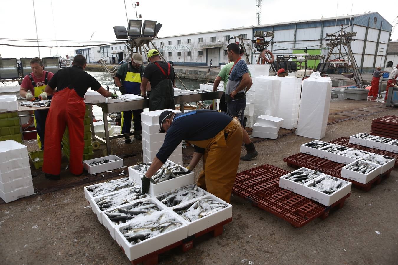 La lonja de Cádiz, en imágenes: descarga y clasificación del pescado en el muelle