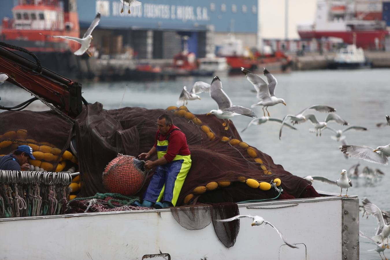 La lonja de Cádiz, en imágenes: descarga y clasificación del pescado en el muelle