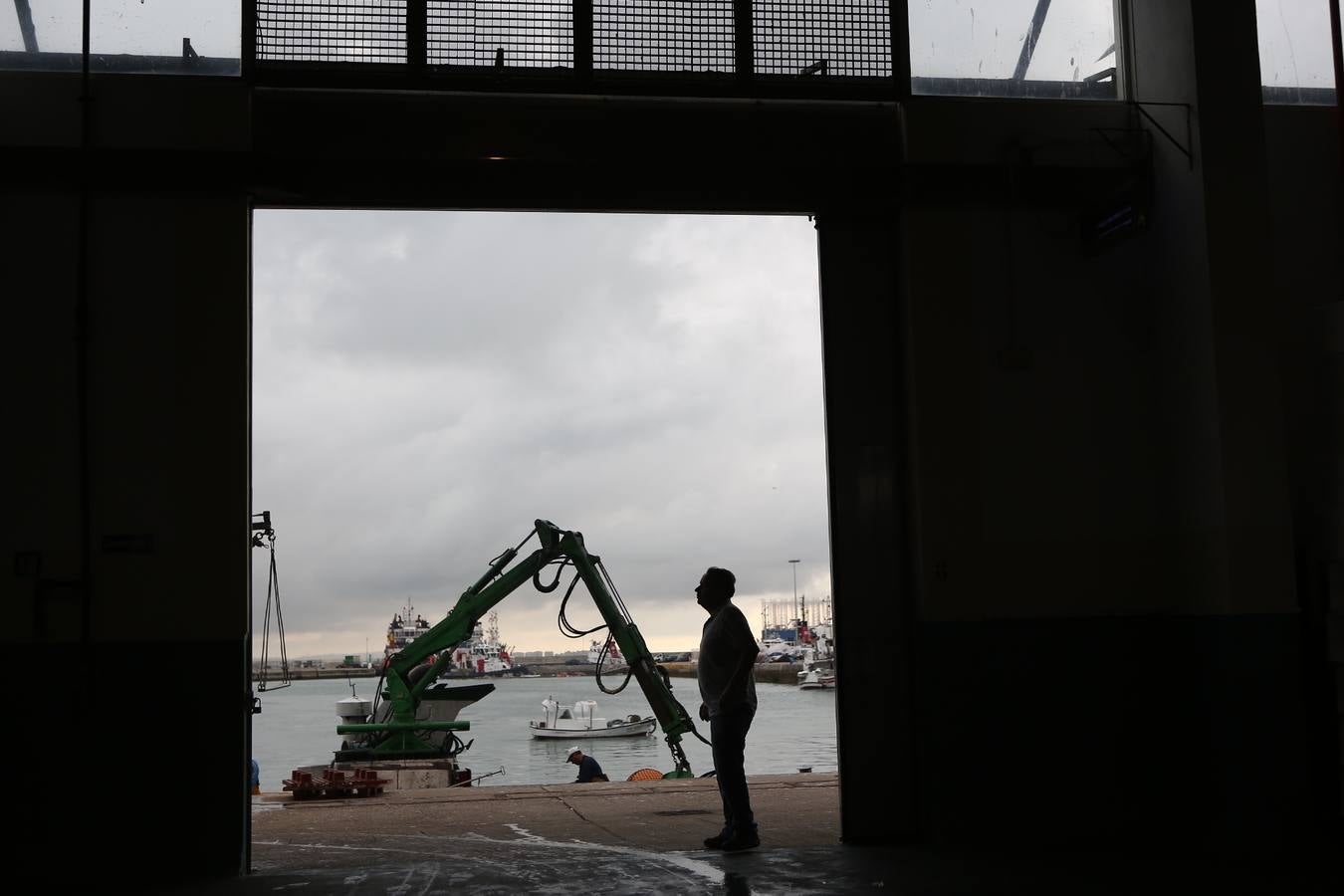 La lonja de Cádiz, en imágenes: descarga y clasificación del pescado en el muelle