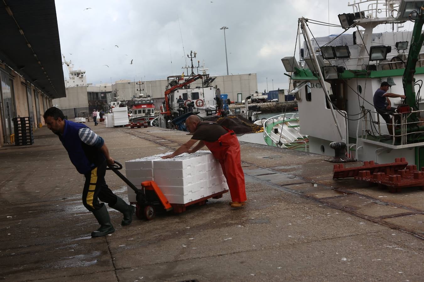 La lonja de Cádiz, en imágenes: descarga y clasificación del pescado en el muelle