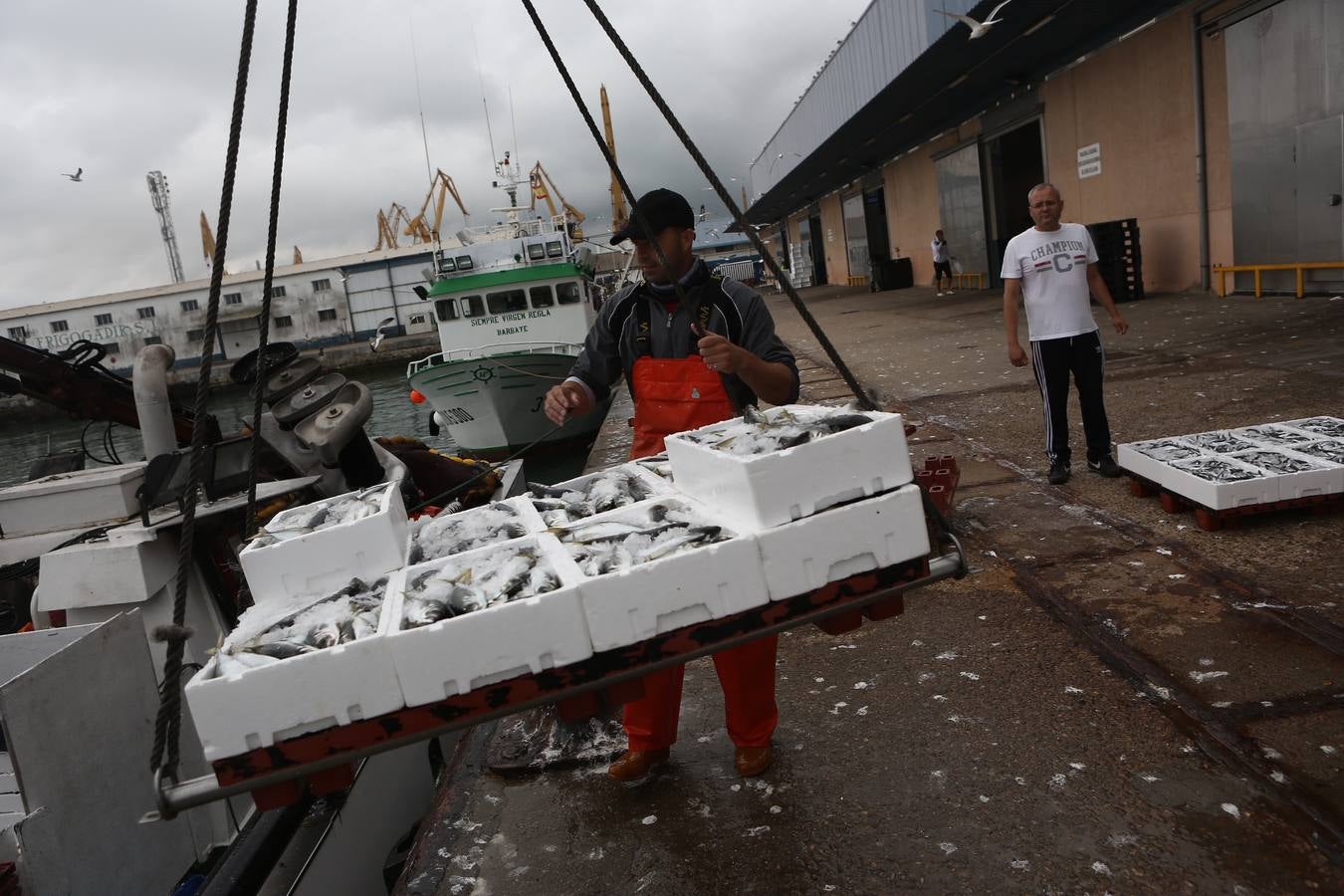 La lonja de Cádiz, en imágenes: descarga y clasificación del pescado en el muelle