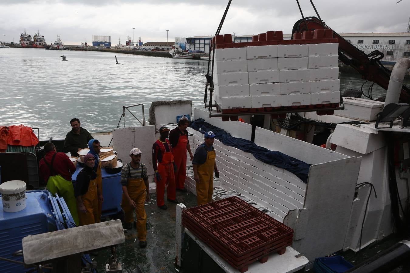 La lonja de Cádiz, en imágenes: descarga y clasificación del pescado en el muelle