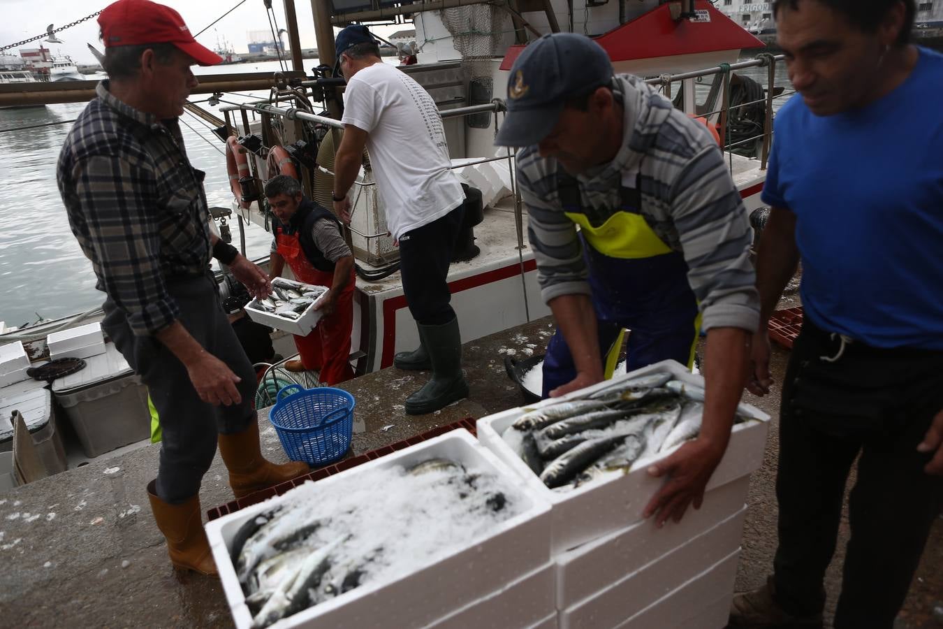 La lonja de Cádiz, en imágenes: descarga y clasificación del pescado en el muelle