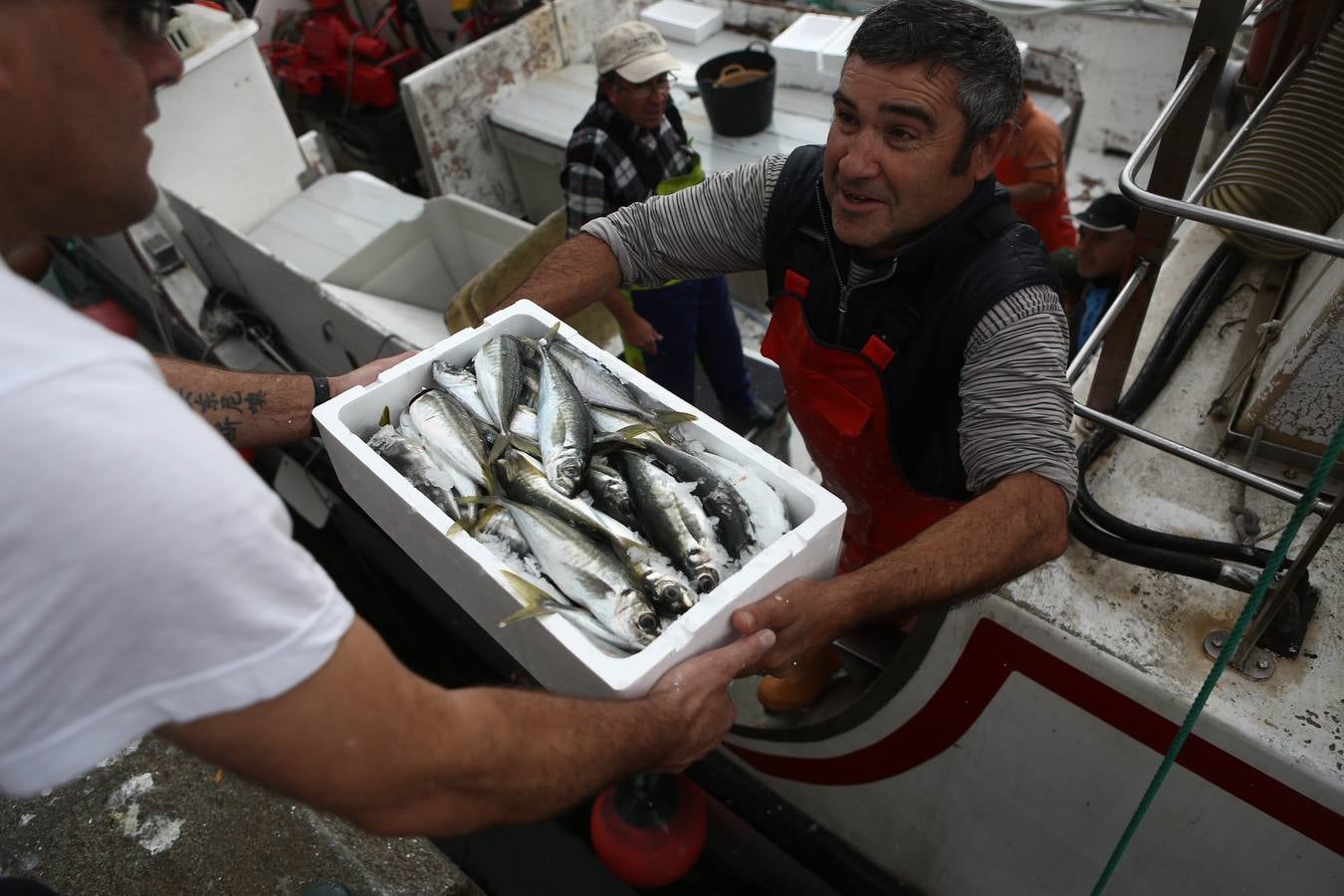 La lonja de Cádiz, en imágenes: descarga y clasificación del pescado en el muelle