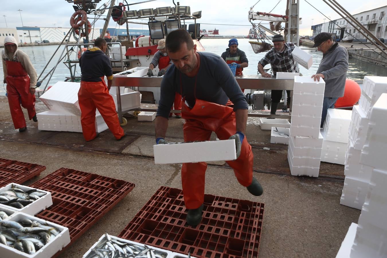 La lonja de Cádiz, en imágenes: descarga y clasificación del pescado en el muelle