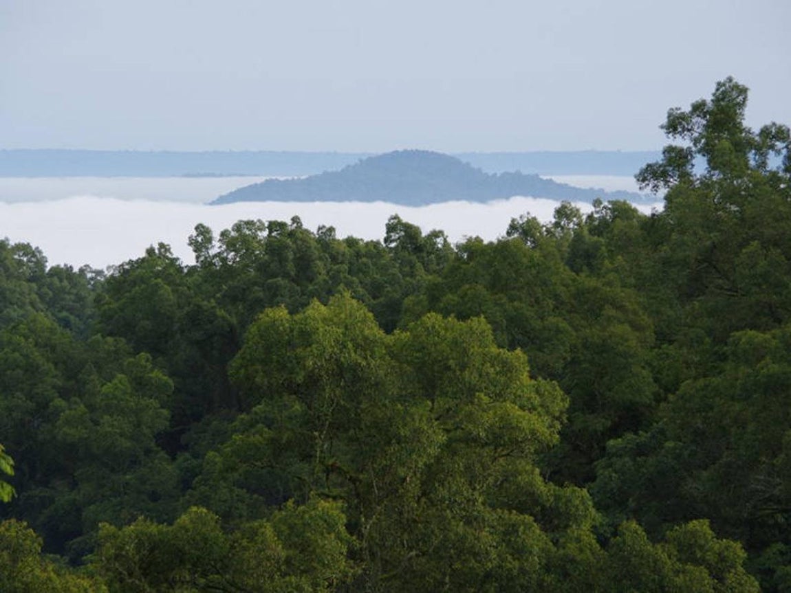 Bosque de Majang (Etiopía). Situada al oeste del país, esta reserva de biosfera comprende bosques de montaña que seencuentran en una de las zonas más fragmentadas y amenazadas del mundo. En elpaisaje del sitio se pueden observar numerosas zonas húmedas y pantanosas. Por encimade los 1.000 metros de altura la vegetación se compone principalmente de helechos ybambúes, mientras que en las zonas más bajas predominan las palmeras. La grandiversidad biológica de esta región la patentizan sus 550 especies de plantas, 33 demamíferos y 130 de aves. La población del territorio de la reserva se cifra en unos52.000 habitantes.