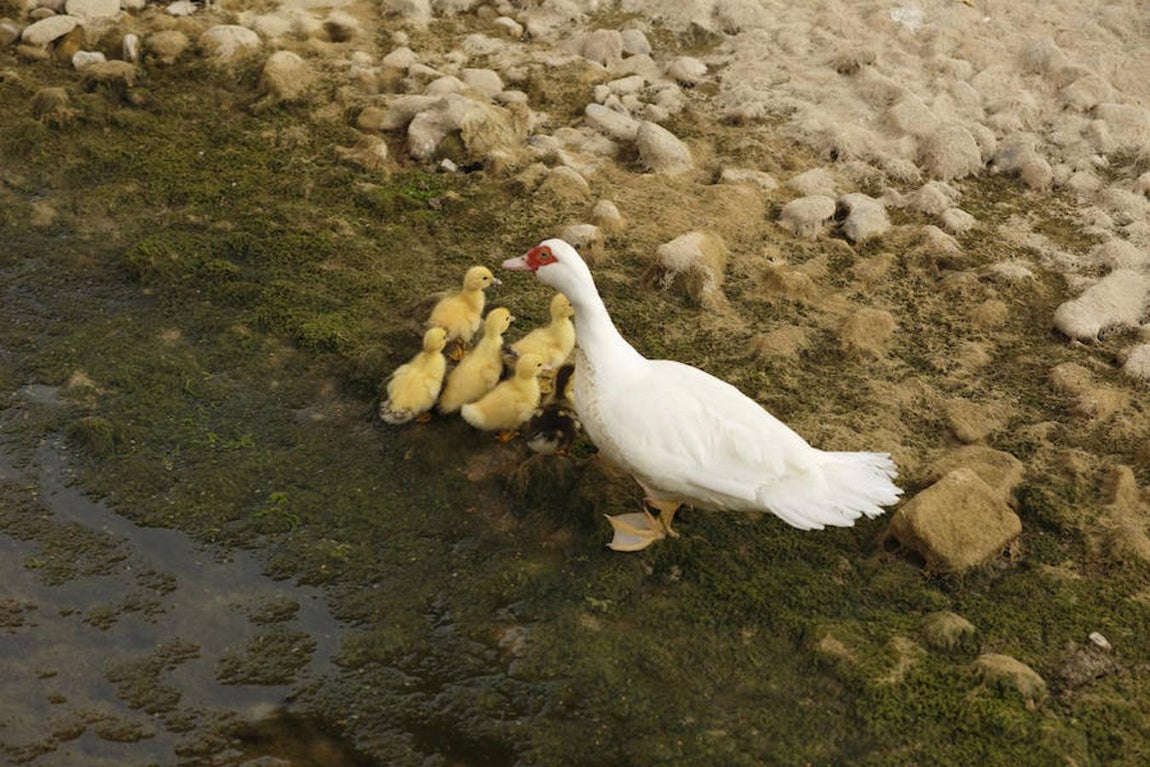 La escasez de agua como consecuencia de la severa sequía en el Ebro está afectando al habitat del río. 