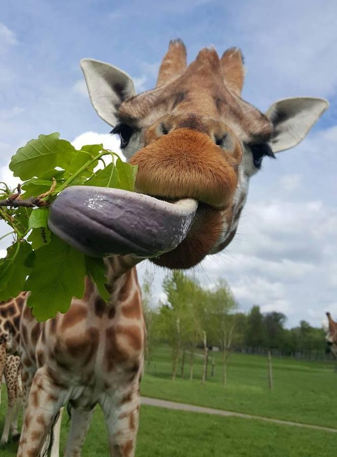 Día Mundial de la Jirafa. 