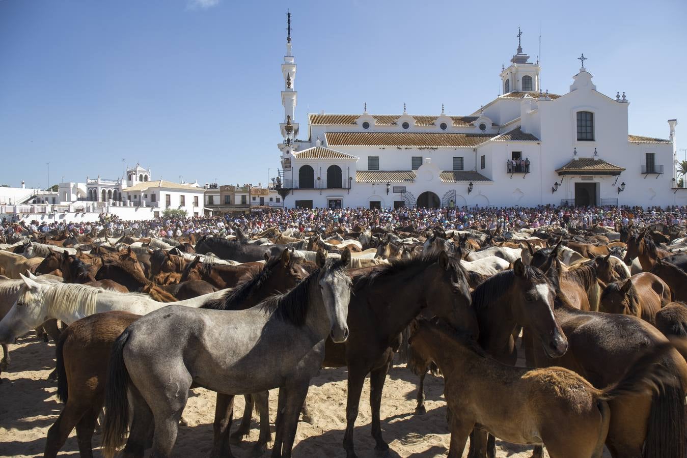 La Saca de las Yeguas en 2014