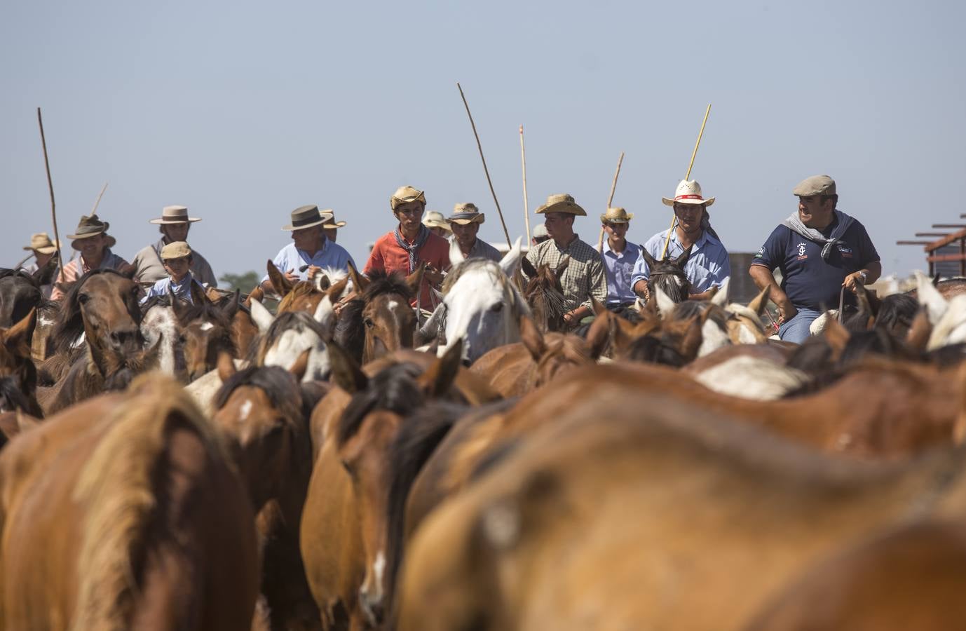 La Saca de las Yeguas en 2014