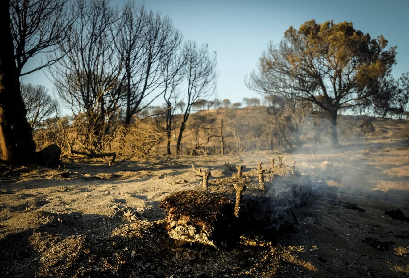 Los estragos del incendio en Doñana, en imágenes