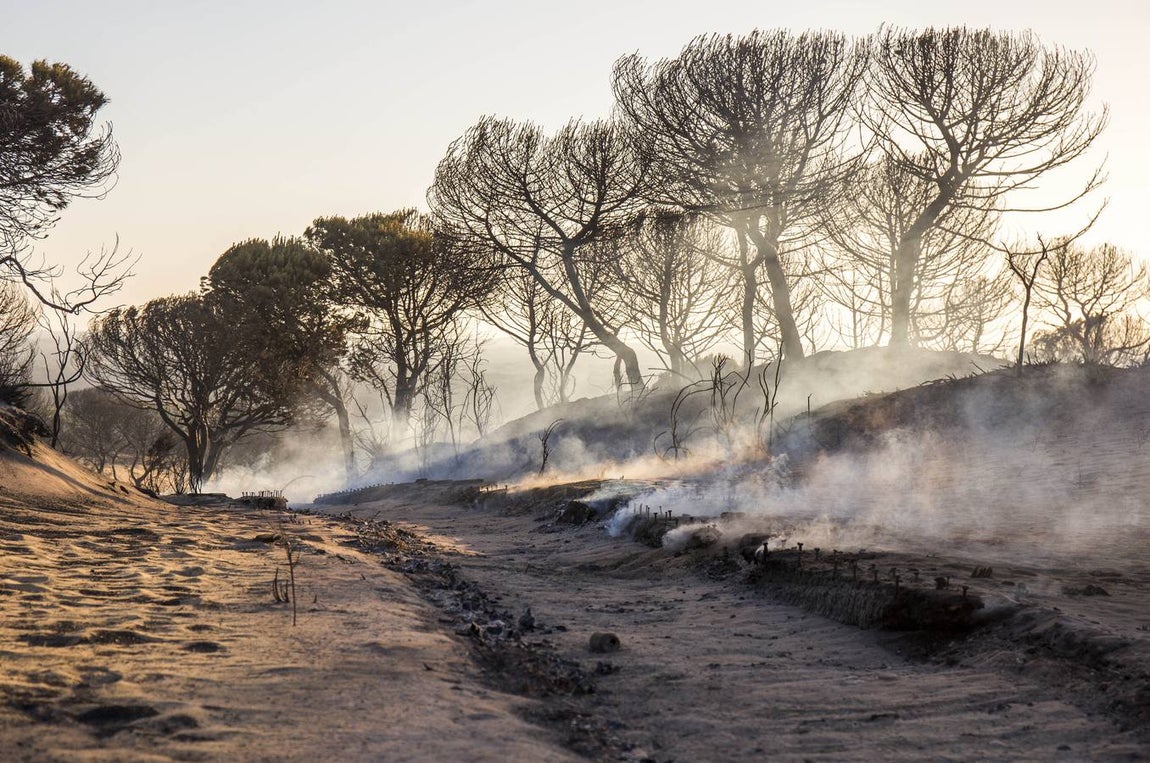 Los estragos del incendio en Doñana, en imágenes