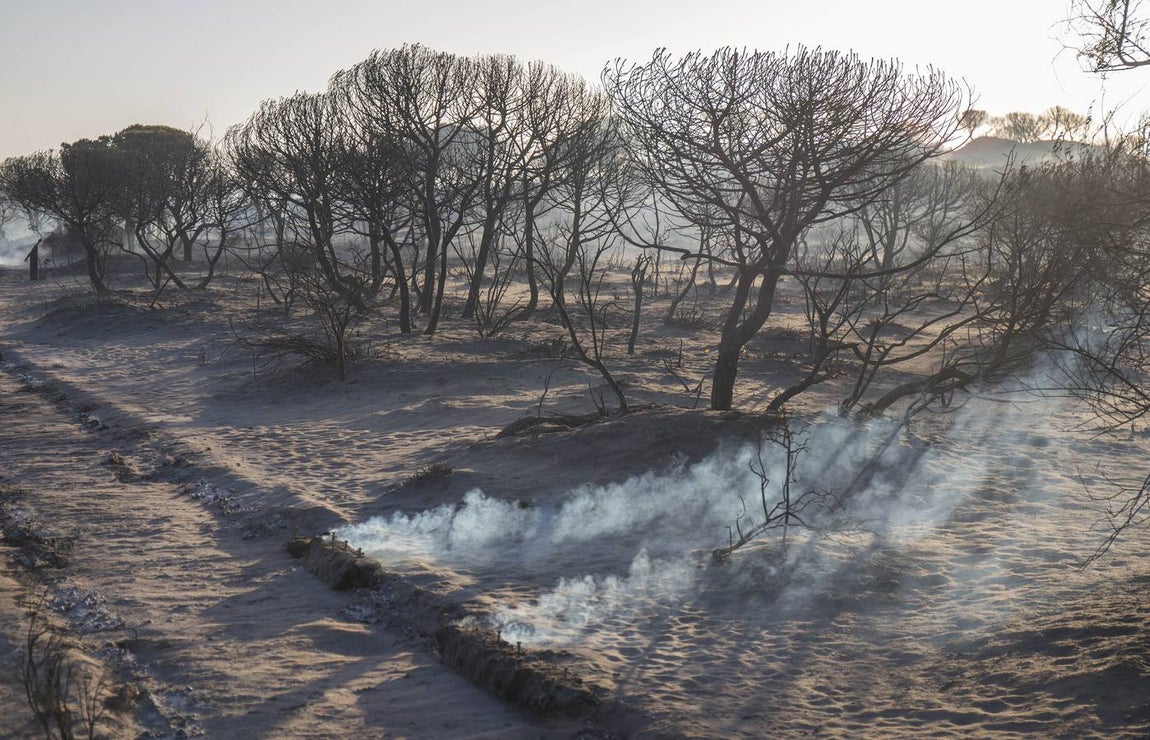 Los estragos del incendio en Doñana, en imágenes