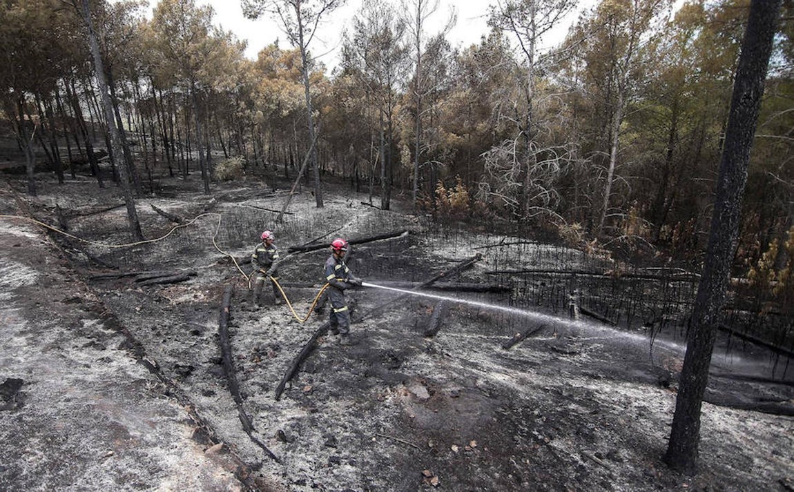 Aspecto del monte tras el incendio. 