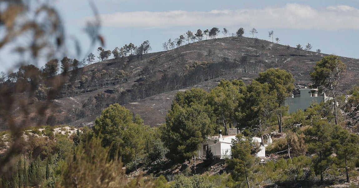 Aspecto del monte tras el incendio. 