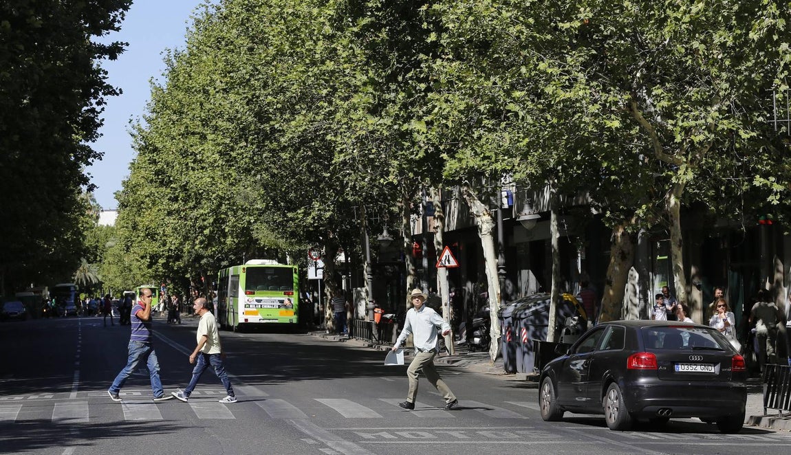 Recorrido visual por los árboles de Córdoba