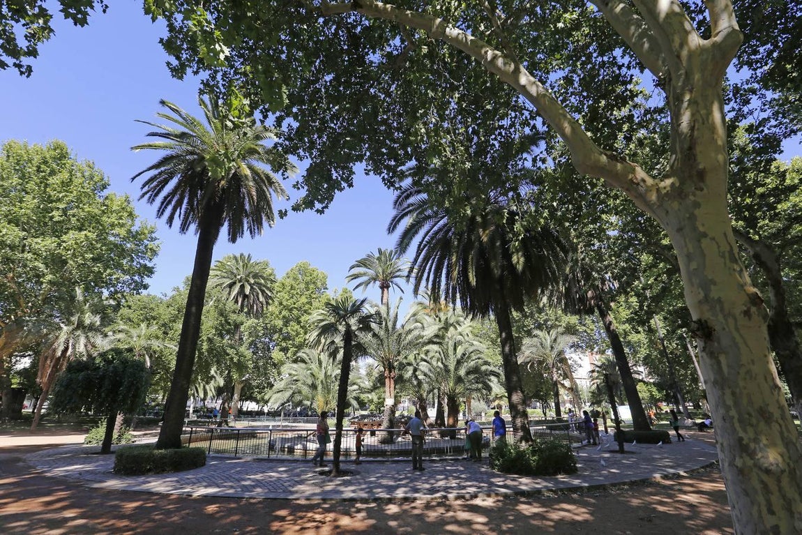 Recorrido visual por los árboles de Córdoba