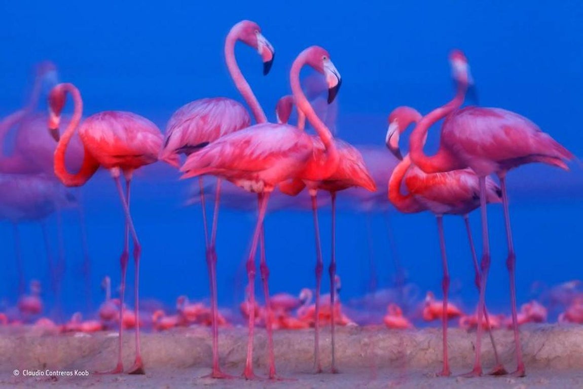 Flamenco: el ave de moda del verano de 2017. El flamenco común se incluye en el Libro Rojo de las Aves de España, está contemplado en el Anexo I de la Directiva de Aves por su importancia a nivel europeo y aparece en el Listado de Especies en Regimen de Protección Especial, lo que le garantiza una protección a nivel estatal, detallan desde la organización SEO/BirdLife.