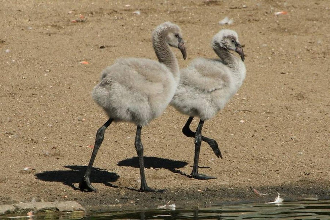 Flamenco: el ave de moda del verano de 2017. Mientras los adultos visten de rosa, los jóvenes presentan aún una coloración pardo-grisácea y tienen las patas mucho más cortas. «Este color rosáceo lo adquieren a través de la alimentación, que contiene unos pigmentos llamados carotenoides y que se encuentran en proporción variable en los seres vivos que ingieren. De ellos, el más frecuente es el cantaxanteno, que se fija tanto en plumas como es patas», explica Juan Amat, investigador de la estación Biológica de Doñana.