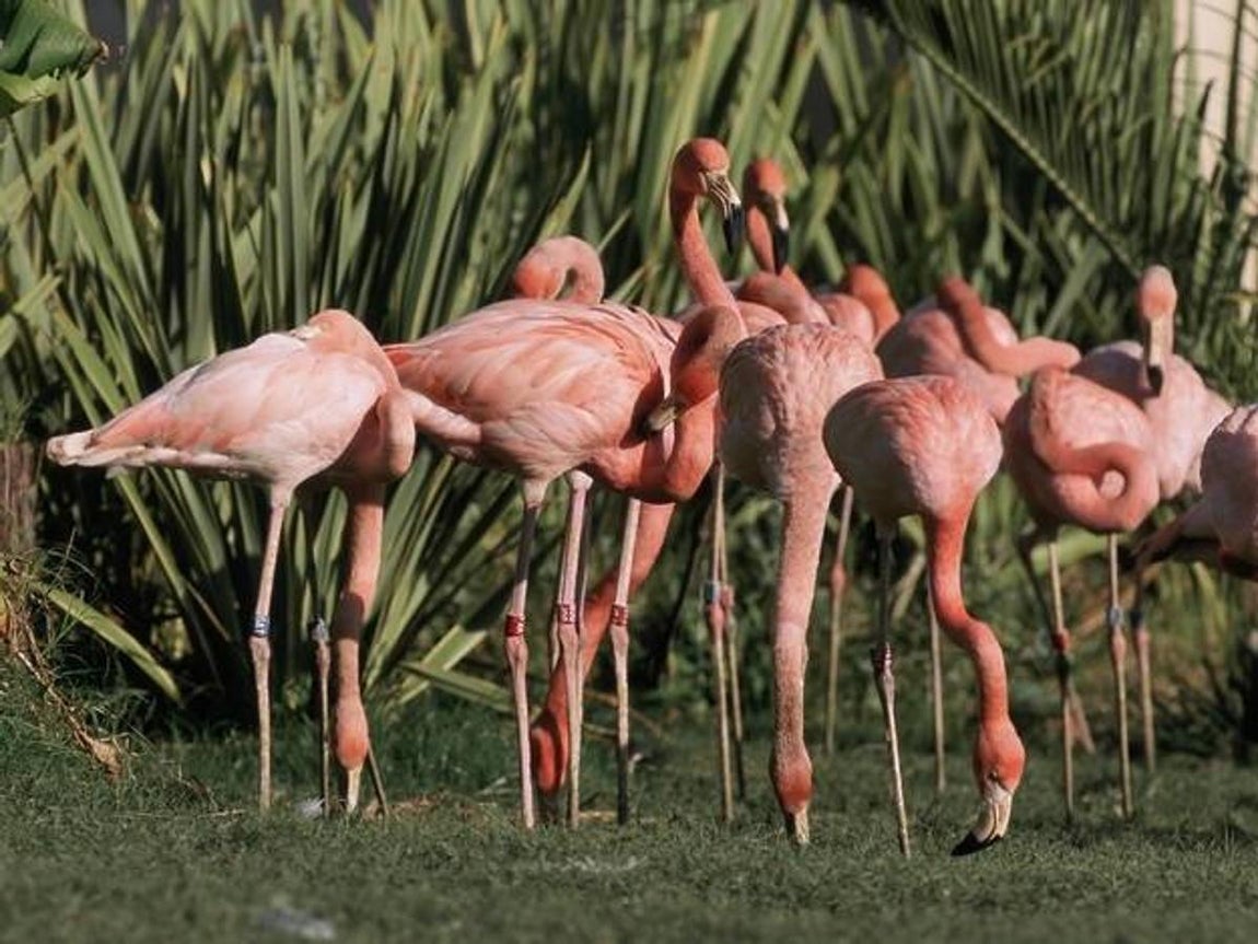 Flamenco: el ave de moda del verano de 2017. En España, la población reproductora de flamenco varía en función del nivel hídrico de los escasos humedales en donde cría. En años favorables se han llegado a estimar hasta 26.000 parejas reproductoras. La principal colonia de cría se localiza en la laguna malagueña de Fuente de Piedra, que acoge más de la mitad de las parejas reproductoras del país, confirman desde SEO.