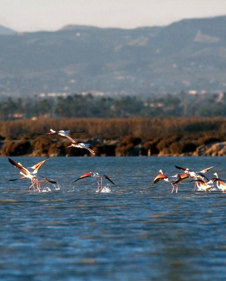 Flamenco: el ave de moda del verano de 2017. El flamenco no picotea para conseguir su comida sino que sumerge su cabeza en el agua y bate el fondo para después tamizar el limo con su pico.