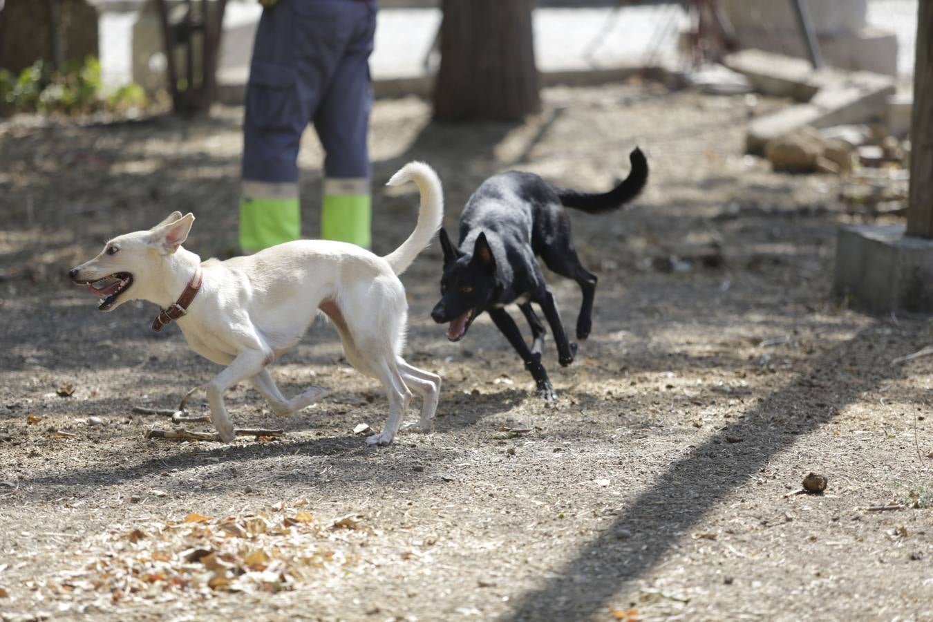 Los animales abandonados en Sevilla que buscan ser adoptados