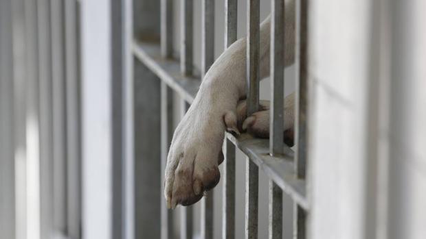 El sevillano debe esperar «cuatro días» para recuperar a su perro si lo ha perdido