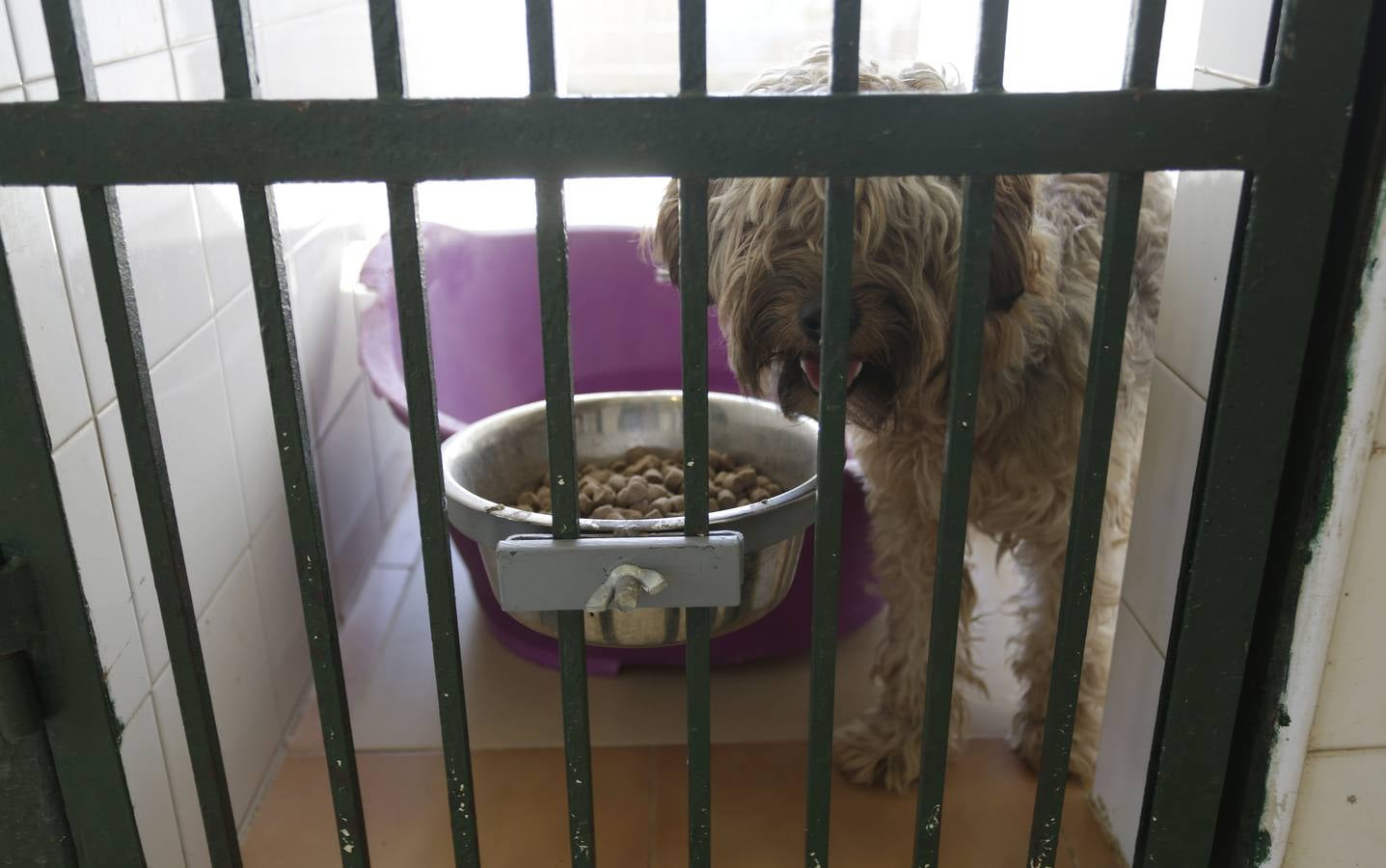 Los animales abandonados en Sevilla que buscan ser adoptados