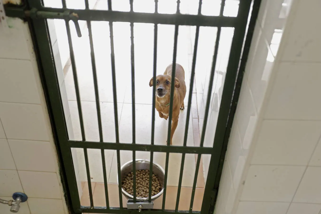 Los animales abandonados en Sevilla que buscan ser adoptados