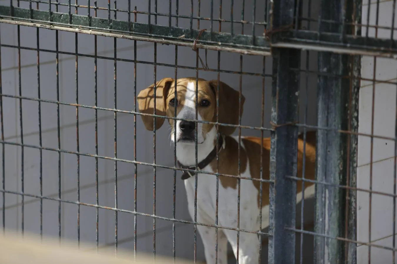 Los animales abandonados en Sevilla que buscan ser adoptados